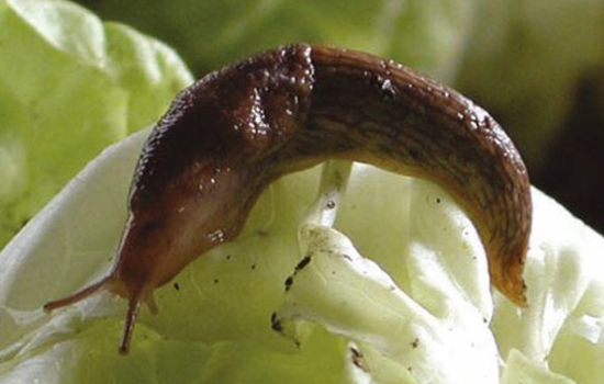 Slug Control image