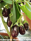 Aubergine ~ Ophelia F1 (April)