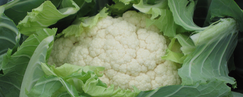 Winter Cauliflower programme