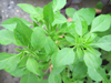 Basil ~ Greek (Ocimum minimum)