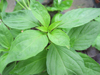 Basil ~ Siam Queen (Ocimum basilicum)