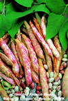 Beans - Climbing Borlotti ~ Lingua Di Fuoco (Late May)