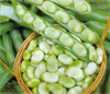 Broad Bean ~ Masterpiece Green Longpod (March) Bumper Pack