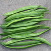 Runner Beans ~ Enorma (Late May)