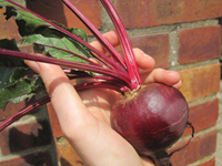 Beetroot ~ Boldor