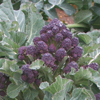 Broccoli (sprouting purple) ~ Red Fire F1