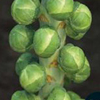 Clubroot Collection Brussels Sprouts ~ Cronus (only June)