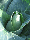 Cabbage ~ Caraflex F1 (March)