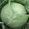 Cabbage ~ Delight Ball (March)