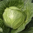 Cabbage ~ Elisa F1 (March)