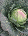 Beans, Brassicas & Fennel