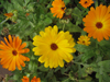 Calendula  ~ Daisy Mix* (May)