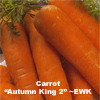 Carrot ~ Autumn King 2 (organic seed)