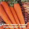 Carrot ~ James' Scarlet Intermediate (untreated seed)