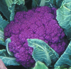 June Brassica Selection