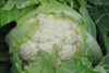 Cauliflower ~ Jerome F1 (Winter)