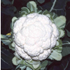 Cauliflower ~ Cartegena (Winter)