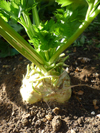 Celeriac ~ Prinz F1 (Early May)