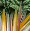 Chard ~ Rainbow Chard (Early May)