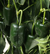 Chilli Pepper ~ Poblano (known as Ancho or Mulato when dried)