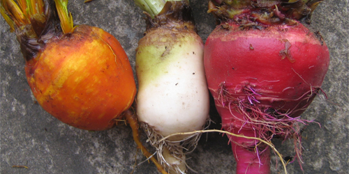 June Beetroot Collection