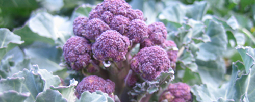  Purple sprouting broccoli programme