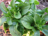 Corn Salad (Lamb's Lettuce) (November)