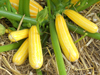 Courgettes ~ Sunstripe F1 (May)