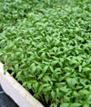 Salad Cress Sprint (organic seed)