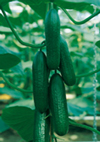 Grafted cucumber ~ Passandra F1 (April)