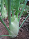 Fennel ~ Rondo F1 (June)