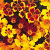 French Marigold (Tagetes Patula) ~ Disco Series (May)