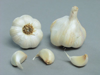 Garlic ~ Therador (September)