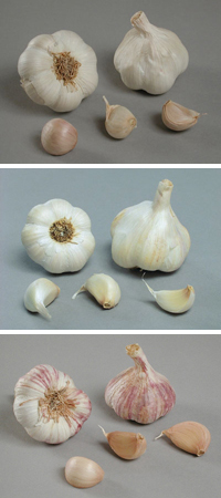 Garlic Selection Pack (October)