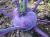 Kohl rabi ~ Kolibri F1 (purple) (August)