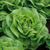 Lettuce ~ Brighton (glasshouse butterhead) (November)