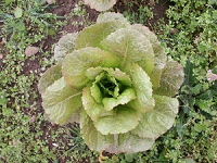 Lettuce ~ Brighton (October)