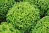 Lettuce ~ Olana (Green Batavia) (July)