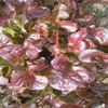 Lettuce ~ Red Salad Bowl (April)