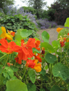 Nasturtium ~ Tip-Top Mix (May)