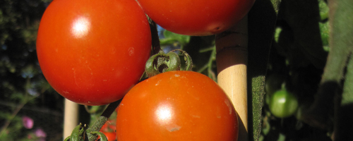 Tomato Sakura