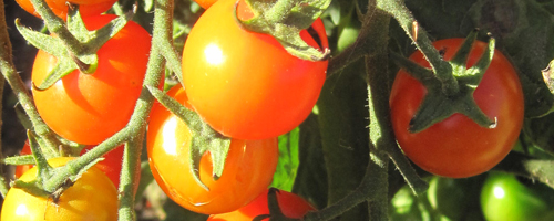 Tomato Sungold