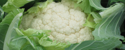 Winter Cauliflower programme