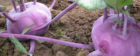 Kohl rabi