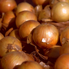 Overwintering Japanese onion ~ Tough Ball (October)