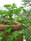 Parsley ~ Curly (Late May)