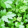 Parsley ~ Grune Perle (Late May)