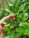 Parsley ~ Flat leaf (Late May)