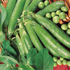 Pea ~ Ambassador (RHS Award of Garden Meri, untreated seed)