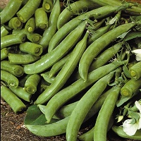 Pea ~ Delikett (untreated seed)